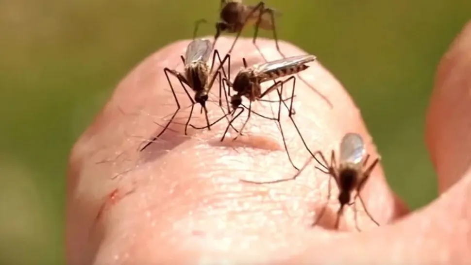 INSP: 9 infecții cu virusul West Nile și 2 decese, înregistrate în acest sezon
