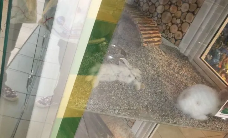 VIDEO Iepuraș mort în vitrina unui pet-shop dintr-un mall din Ploiești