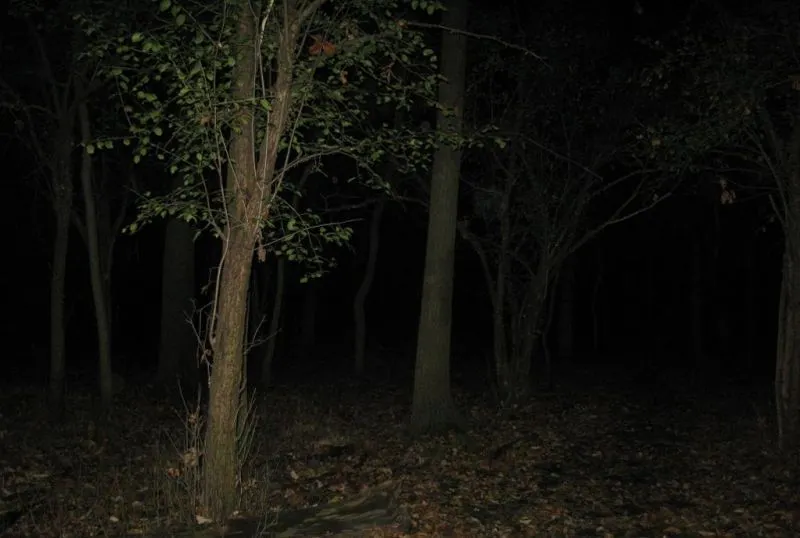 Trei adolescenți s-au rătăcit în pădure în zona Telega-Buștenari