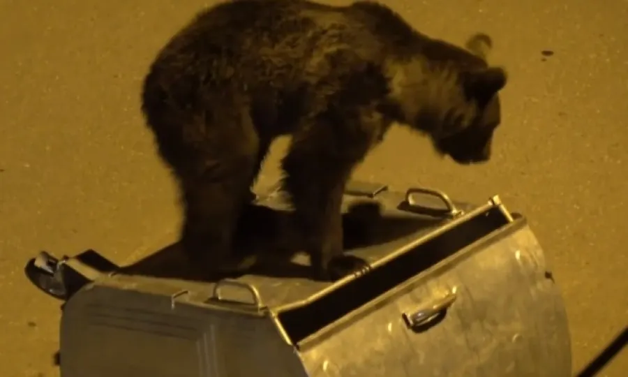 VIDEO Șapte urși alungați din Bușteni, în noaptea de sâmbătă spre duminică