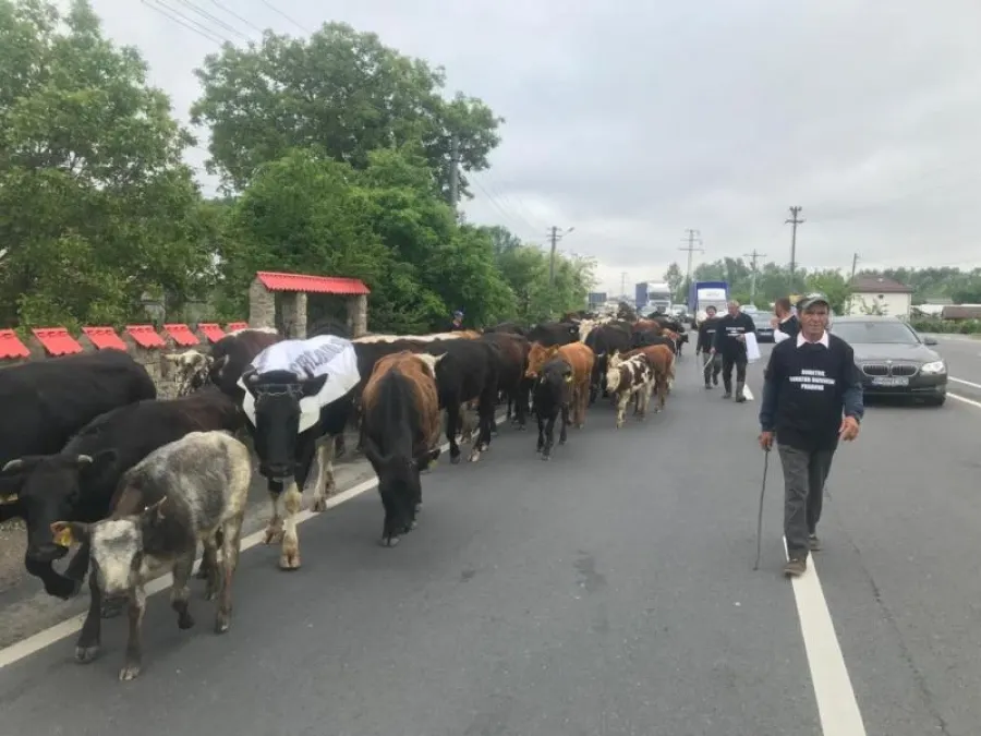 Protest inedit pe DN1! Un prahovean a vrut să-și ducă vacile în fața Prefecturii Prahova, dar s-a ales cu mai multe amenzi