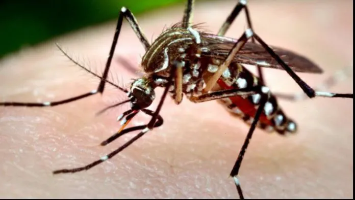 Primul caz de West Nile în Prahova