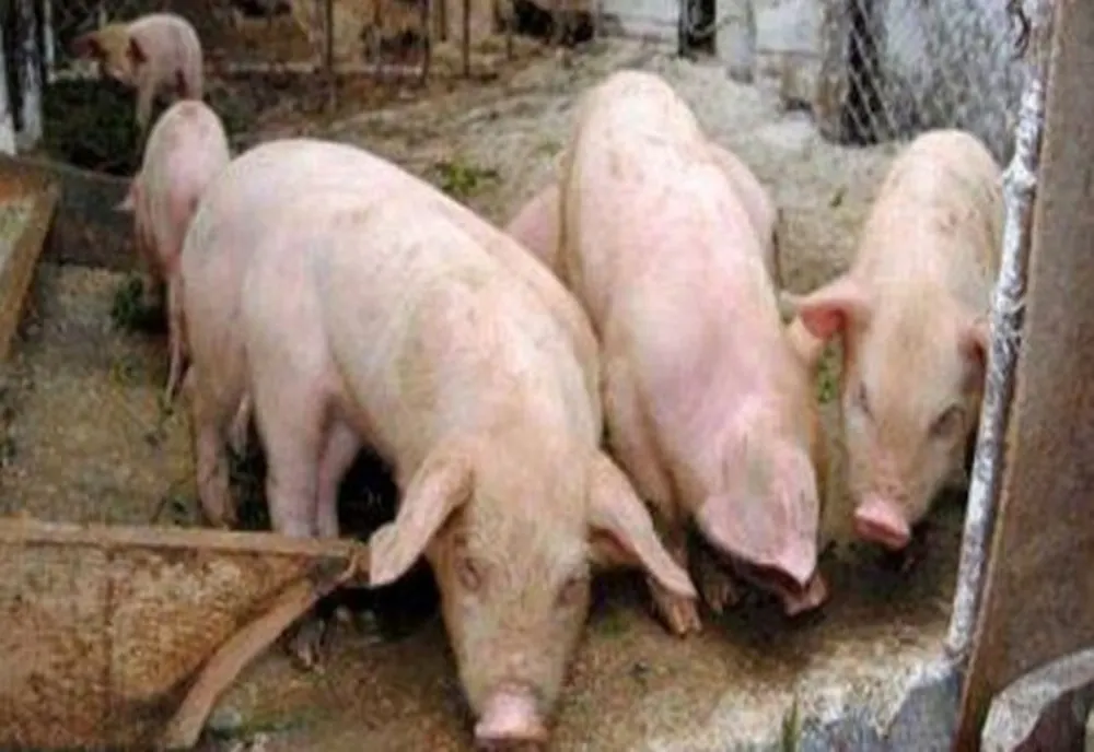 Trei focare noi de pestă porcină africană în Prahova