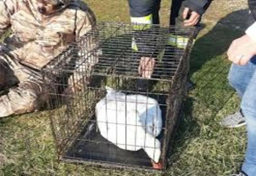 Lebădă prinsă într-o bucată de gheață, salvată dintr-un lac de pompierii din Prahova