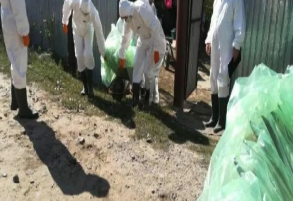 DSVSA Prahova: Două focare de pestă porcină africană, la Șirna și la Bucov. 19 porci uciși în satul Coceana