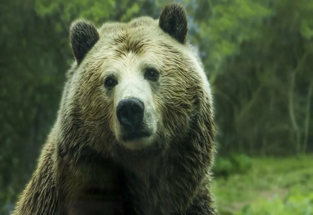 Măsuri speciale la Comarnic după ce un bărbat a fost atacat de un urs