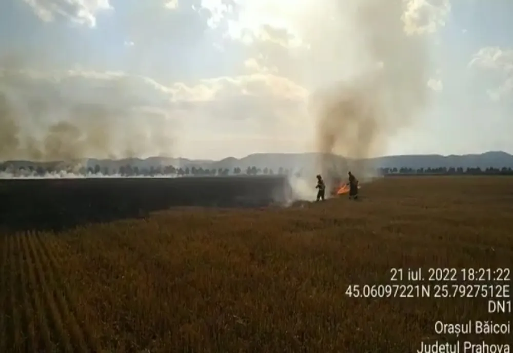 Prahova. Incendiu violent de vegetație uscată între Bănești și Băicoi 