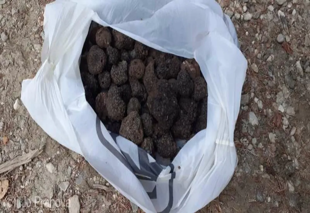 Prahova. Doi bărbaţi prinşi de jandarmii montani cu peste 1,6 kilograme de trufe negre