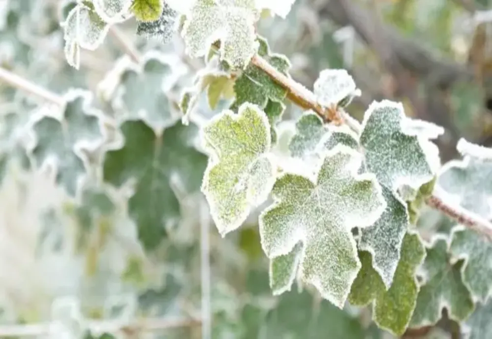Vremea 20 decembrie - Ce temperaturi se vor înregistra astăzi