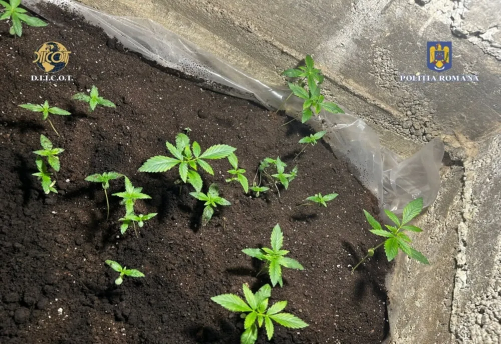 Cultură de cannabis, descoperită de poliţişti. Bărbat reţinut în urma percheziţiei