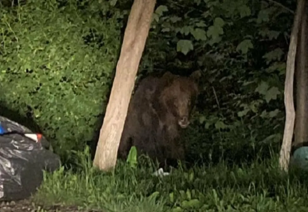 Mesaj RO-ALERT la Câmpina! Un urs a fost văzut pe o stradă din localitate