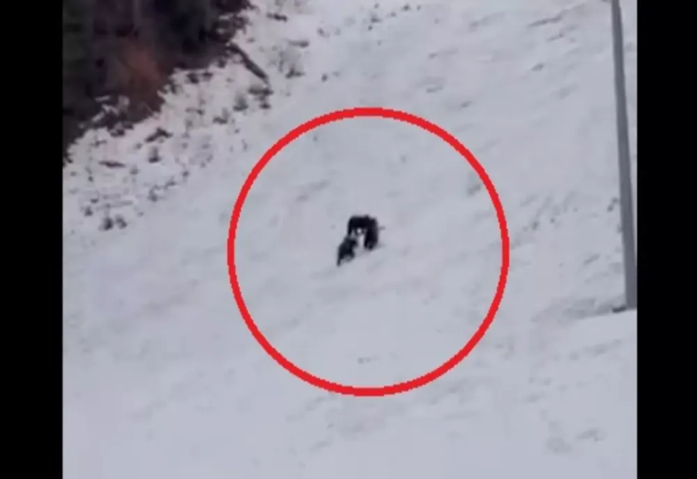 Alertă uriașă înainte de vacanța de schi a copiilor: urși observați pe o pârtie celebră din Poiana Brașov VIDEO