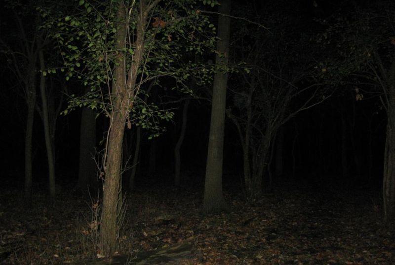 Trei adolescenți s-au rătăcit în pădure în zona Telega-Buștenari