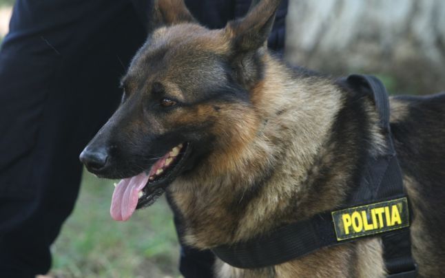 Poliția Prahova vinde prin licitație publică cinci câini de serviciu