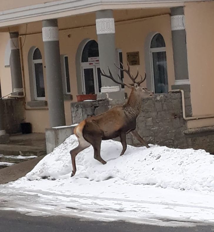 FOTO Cerb hăituit de câini și de un urs la Spitalul din Azuga