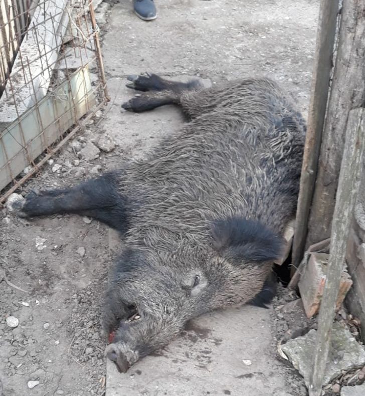 Porc mistreț pe străzile din Strejnic!