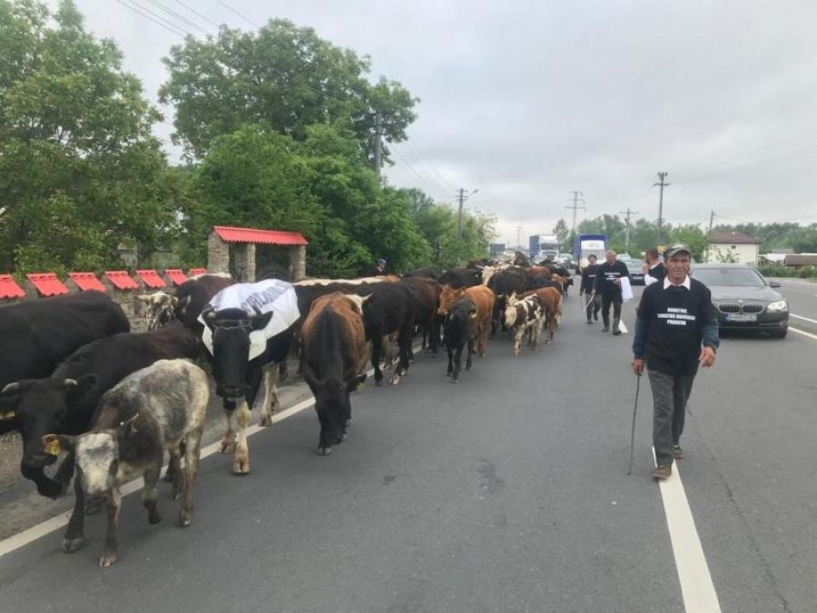 Protest inedit pe DN1! Un prahovean a vrut să-și ducă vacile în fața Prefecturii Prahova, dar s-a ales cu mai multe amenzi
