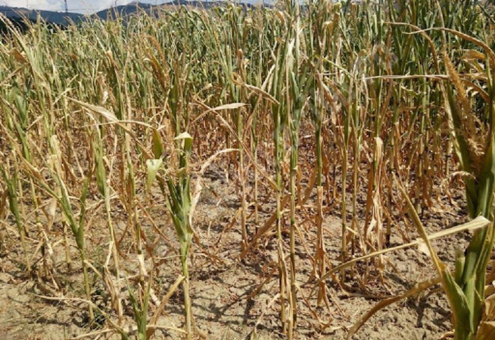 Peste 160.000 de hectare cultivate din 24 de judeţe, afectate de secetă