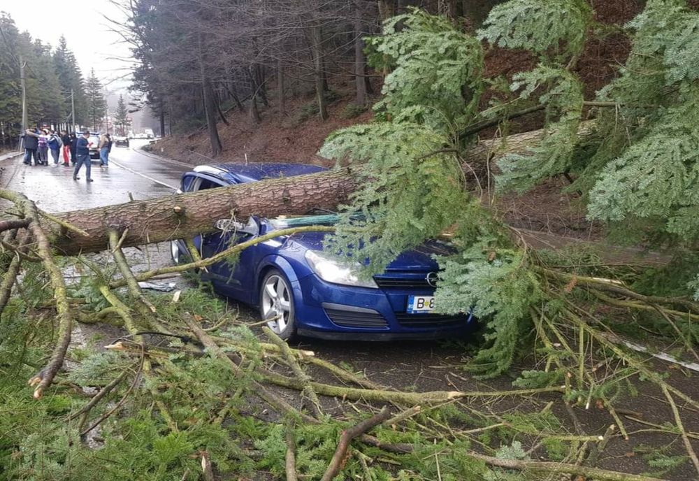 Brad prăbușit peste o mașină, la Azuga. Victimele au fost duse de urgență la Spitalul Județean Ploiești