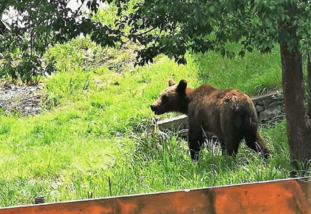 Mesaj RO-Alert în Comarnic. A fost semnalată prezența unui urs