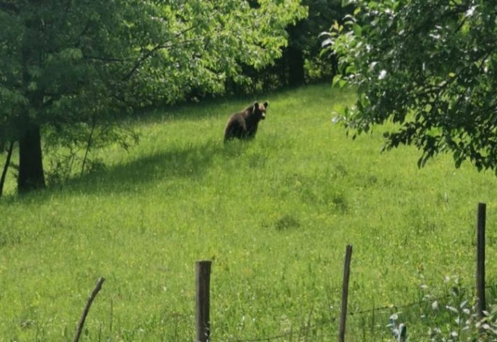 Un urs a dat atacul în două gospodării din Măneciu