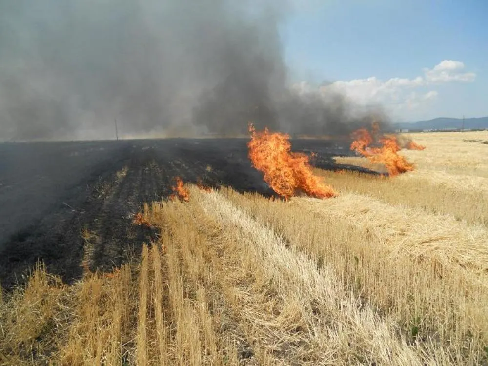 incendiu_vegetatie_valea_calugareasca_mare