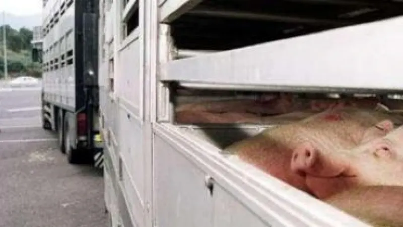 arad-patru-camionete-care-transportau-o-suta-de-porci-oprite-dupa-ce-au-trecut-granita-din-ungaria-in-romania-99382
