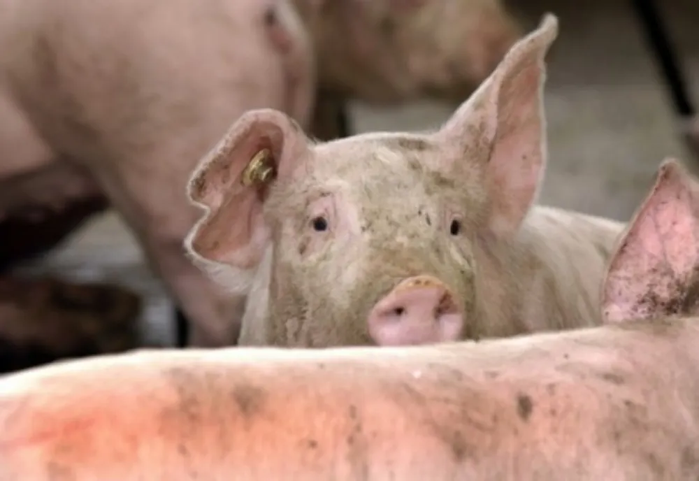 Program de permanenţă la centrele din Prahova în care se fac examenele trichineloscopice