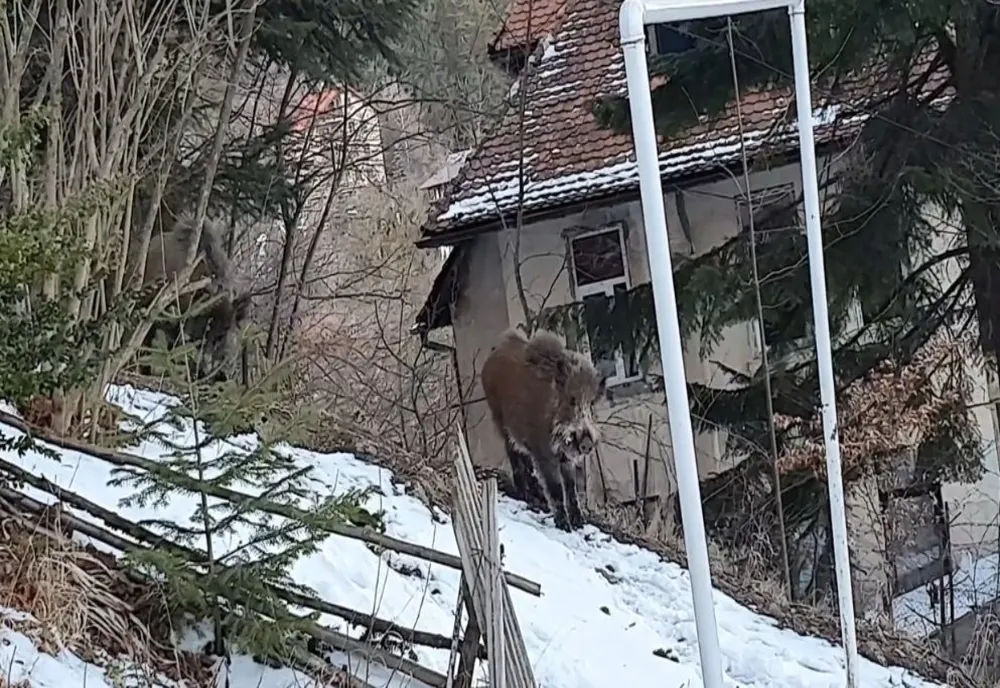 După urşi, şi mistreţii vin în "vizită" la Sinaia!