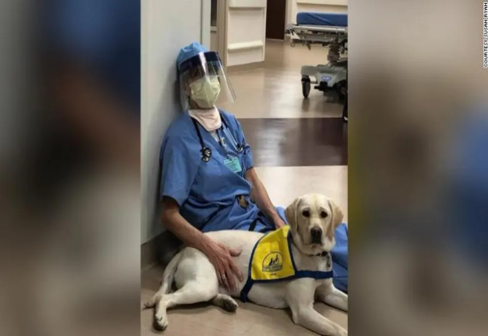 După zeci de ore epuizante în prima linie a luptei cu COVID-19, medicii din SUA sunt ajutați de un cățel de terapie
