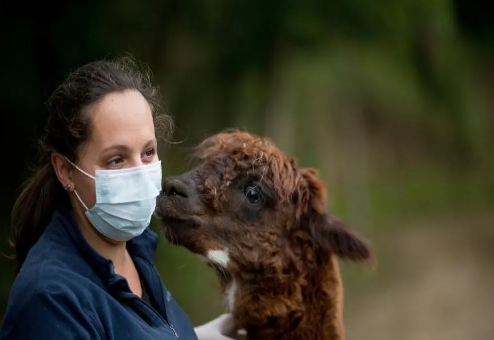 Lamele și alpacalele ne-ar putea salva de COVID-19. Cum reacționează anticorpii acestor animale în contact cu coronavirusul