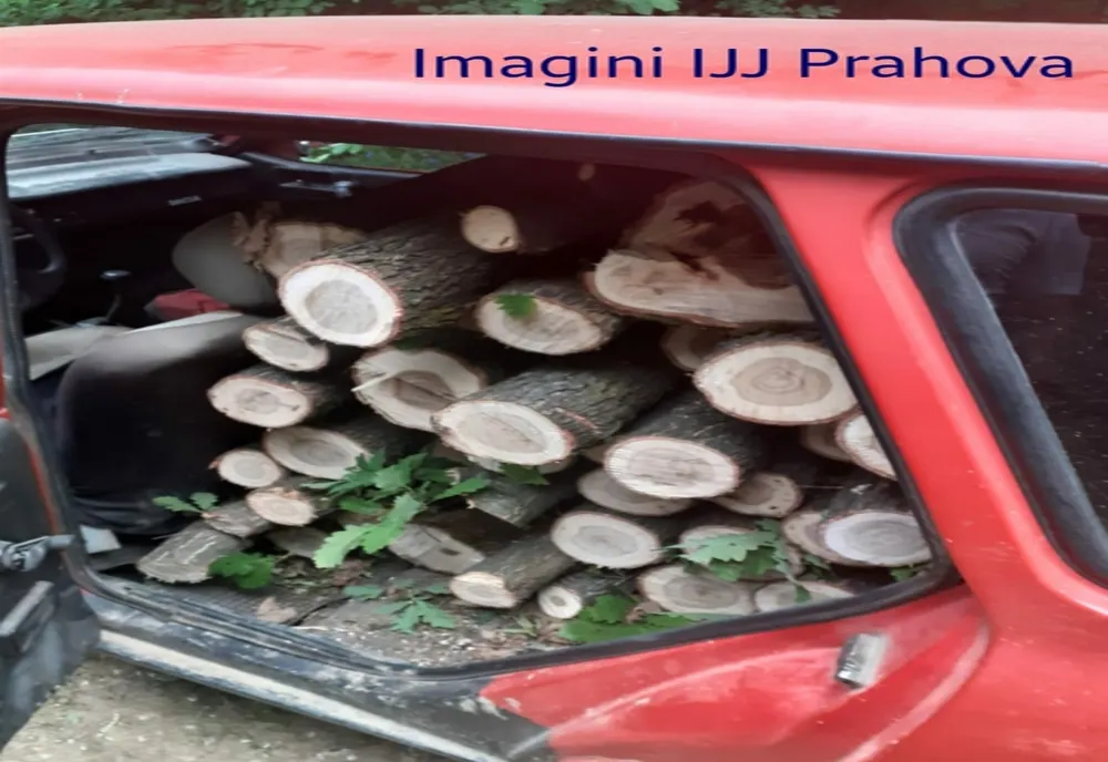 FOTO Se întâmplă în Prahova: Cu Dacia la furat de lemne!