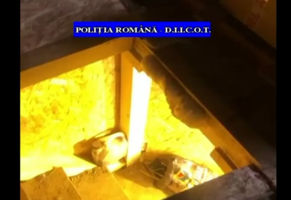 Percheziții la un bărbat care cultiva cannabis în subsolul unei anexe în Satu Mare. Drogurile erau vândute inclusiv în Prahova
