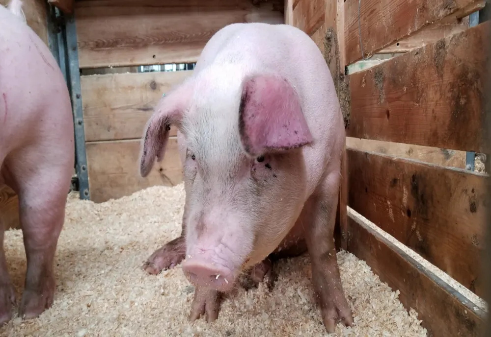 Unde puteți face examenul trichineloscopic la carnea de porc, în Prahova