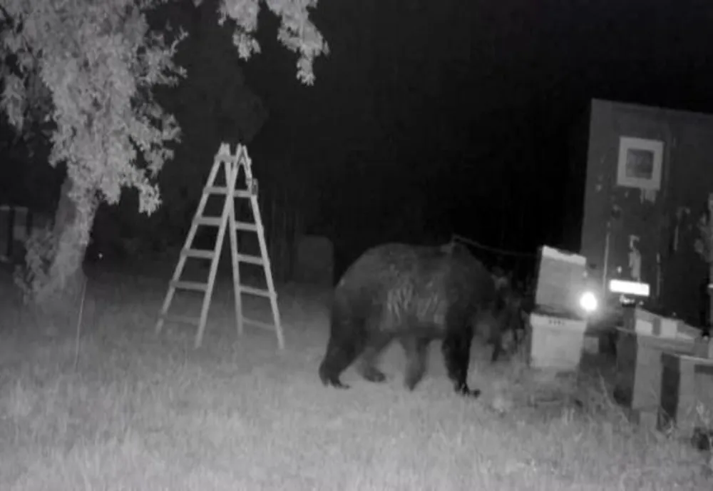 Ursul a atacat la Ștefești! Animale dintr-o gospodărie, ucise de sălbăticiune
