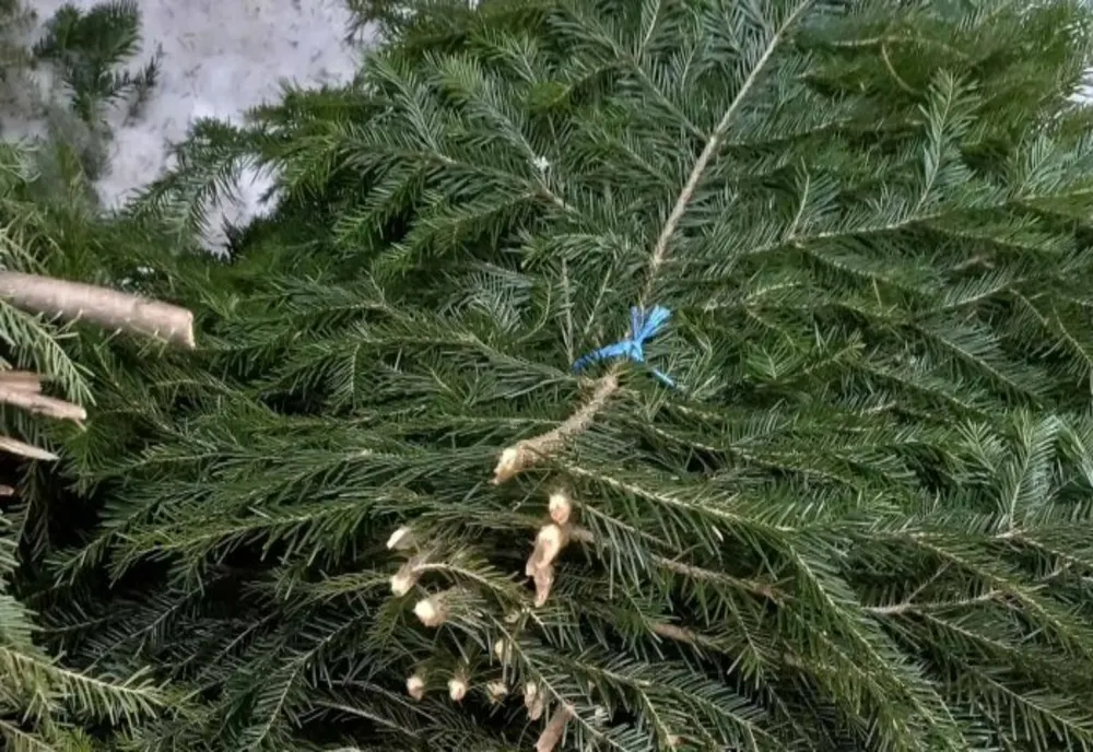 Peste o tone de cetină de brad, confiscată în Sinaia