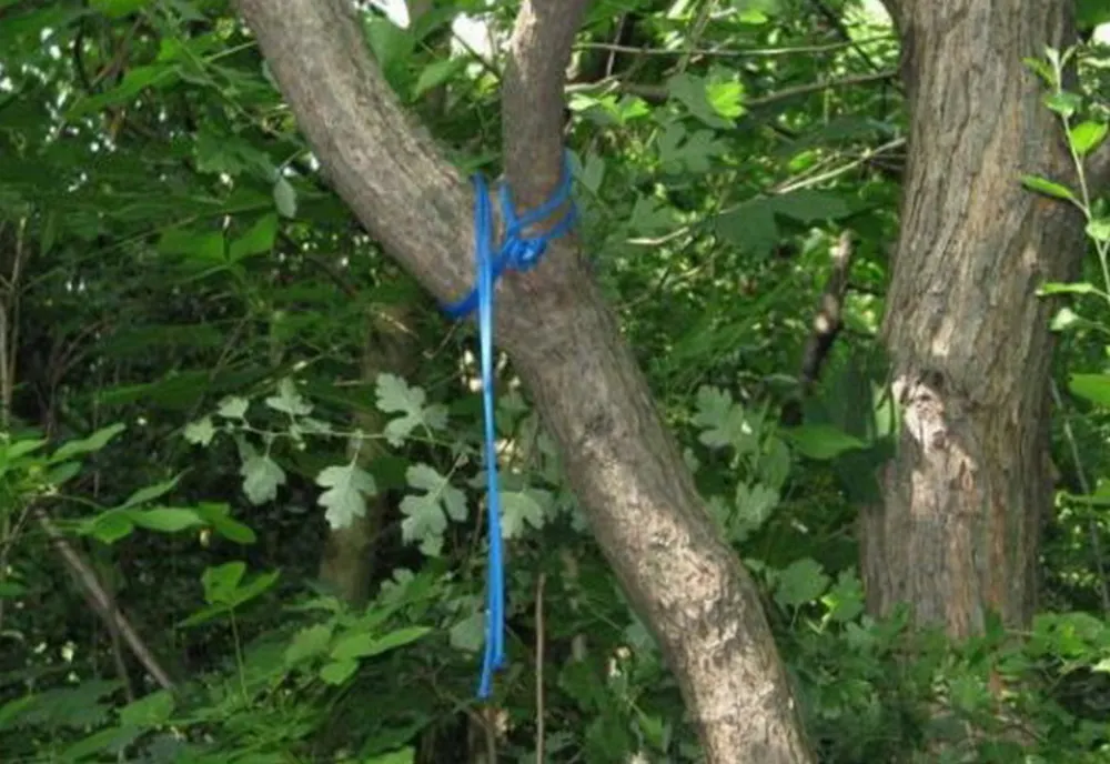 Prahova. Un tânăr de 31 de ani s-a spânzurat într-o pădure din Poiana Câmpina