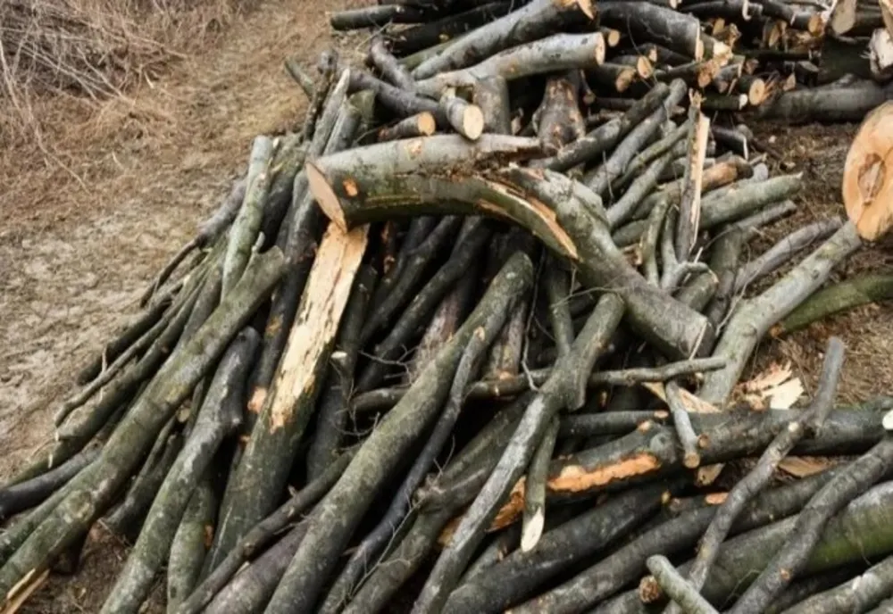 Prahova. Doi bărbaţi prinşi în flagrant în timp ce furau lemne, la Blejoi