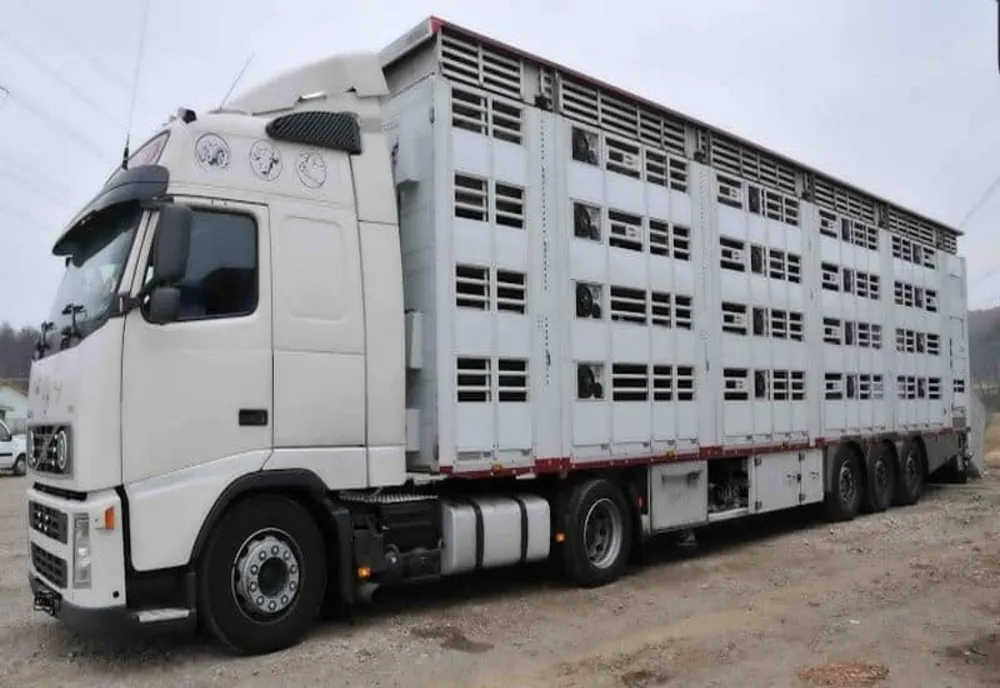 ANSVSA va elibera certificate de competenţă profesională pentru conducătorii şi însoţitorii de pe vehiculele rutiere care transportă animale