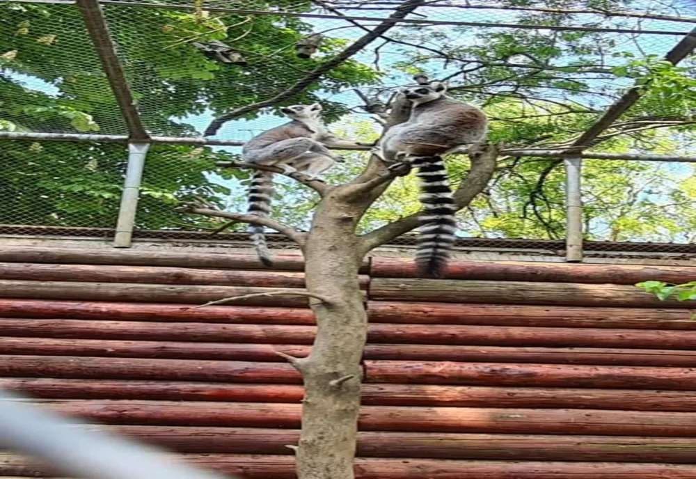 Sushi și Oreo, doi lemuri născuţi în captivitate, noile atracţii de la Grădina Zoologică Ploieşti-Bucov 