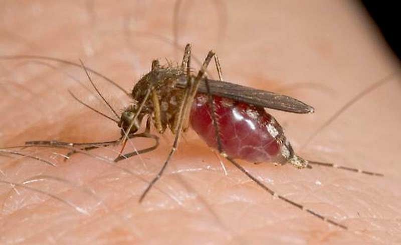 west_nile9