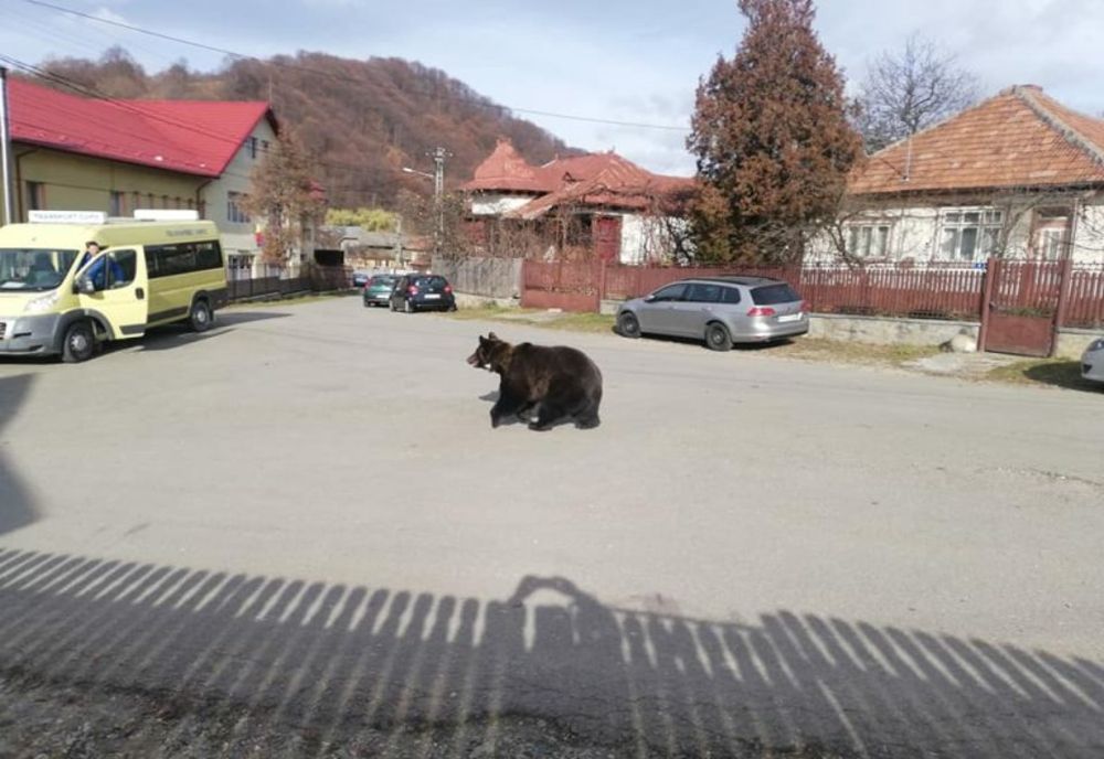 Prahova. Un urs s-a plimbat pe lângă o școală. Elevii erau la ore