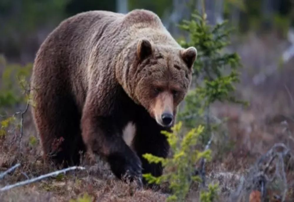 Un urs a intrat în curtea unei case din Comarnic. Alertă RO-Alert emisă de autorităţi