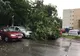 Copac căzut peste două mașini la Ploiești