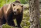 RO-Alert: Urs pe o stradă din Comarnic