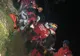 Salvamontiştii din Buşteni au recuperarat trei turişti epuizaţi şi speriaţi după o întâlnire cu un urs