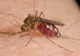Virusul West Nile a ajuns în Prahova. Primul deces!
