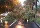 Trafic îngreunat pe DN1, în Sinaia. Un copac a căzut pe carosabil