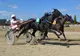 Patru curse de trap şi una de galop, sâmbătă, pe Hipodromul Ploieşti!