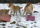 "Crăciunul animalelor", sărbătorit la ZOO Bucov
